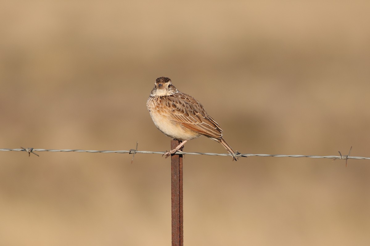 Rufous-naped Lark - ML621500353