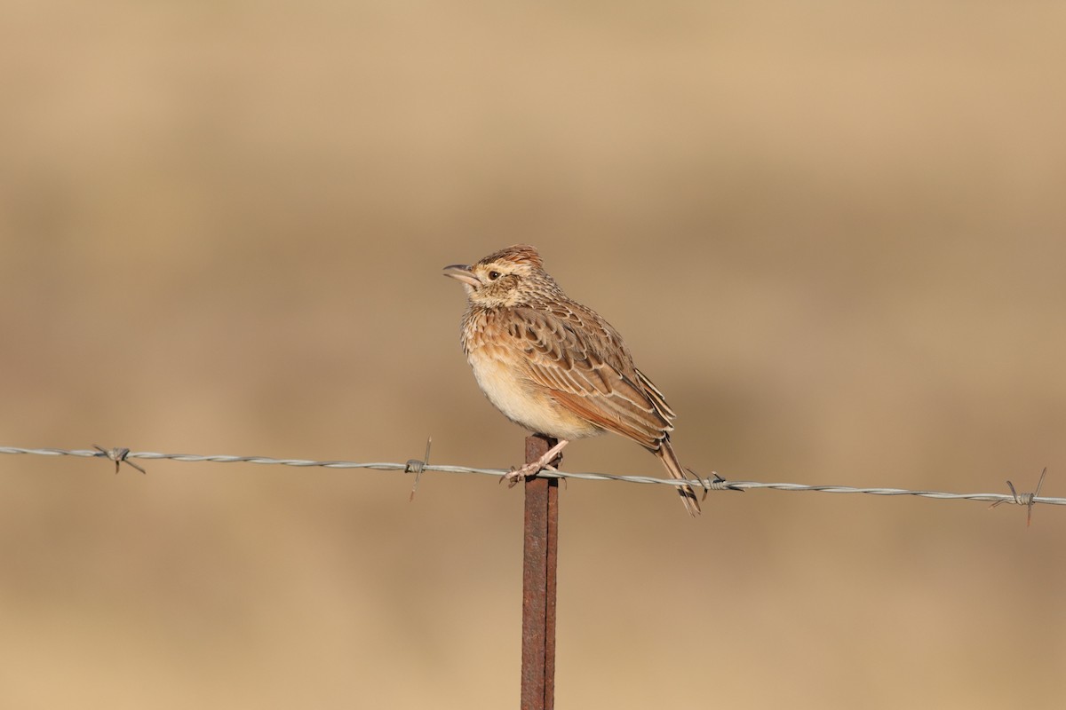 Rufous-naped Lark - Dawie de Swardt