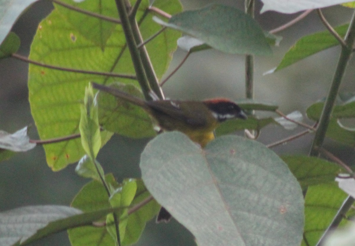 Moustached Brushfinch - ML621500383