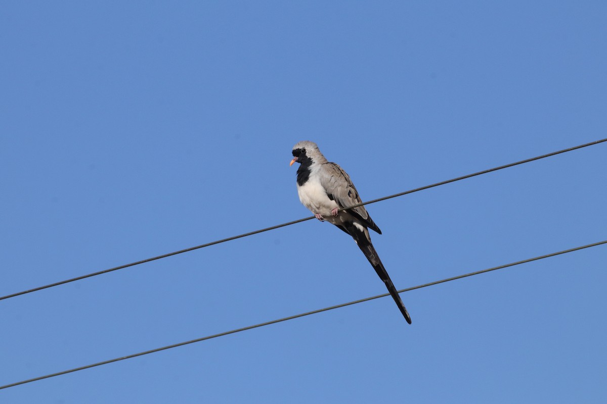 Namaqua Dove - Dawie de Swardt