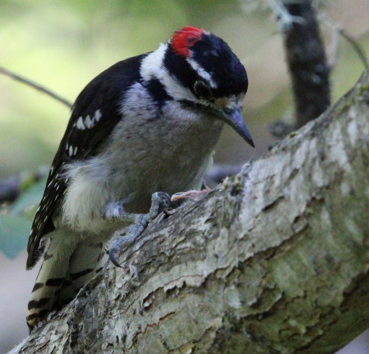 Hairy Woodpecker - ML621500489