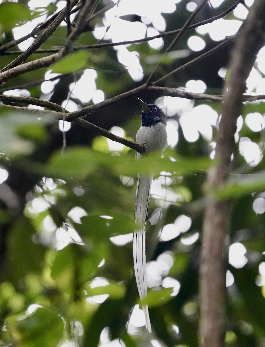 Индокитайская райская мухоловка [группа affinis] - ML621500506