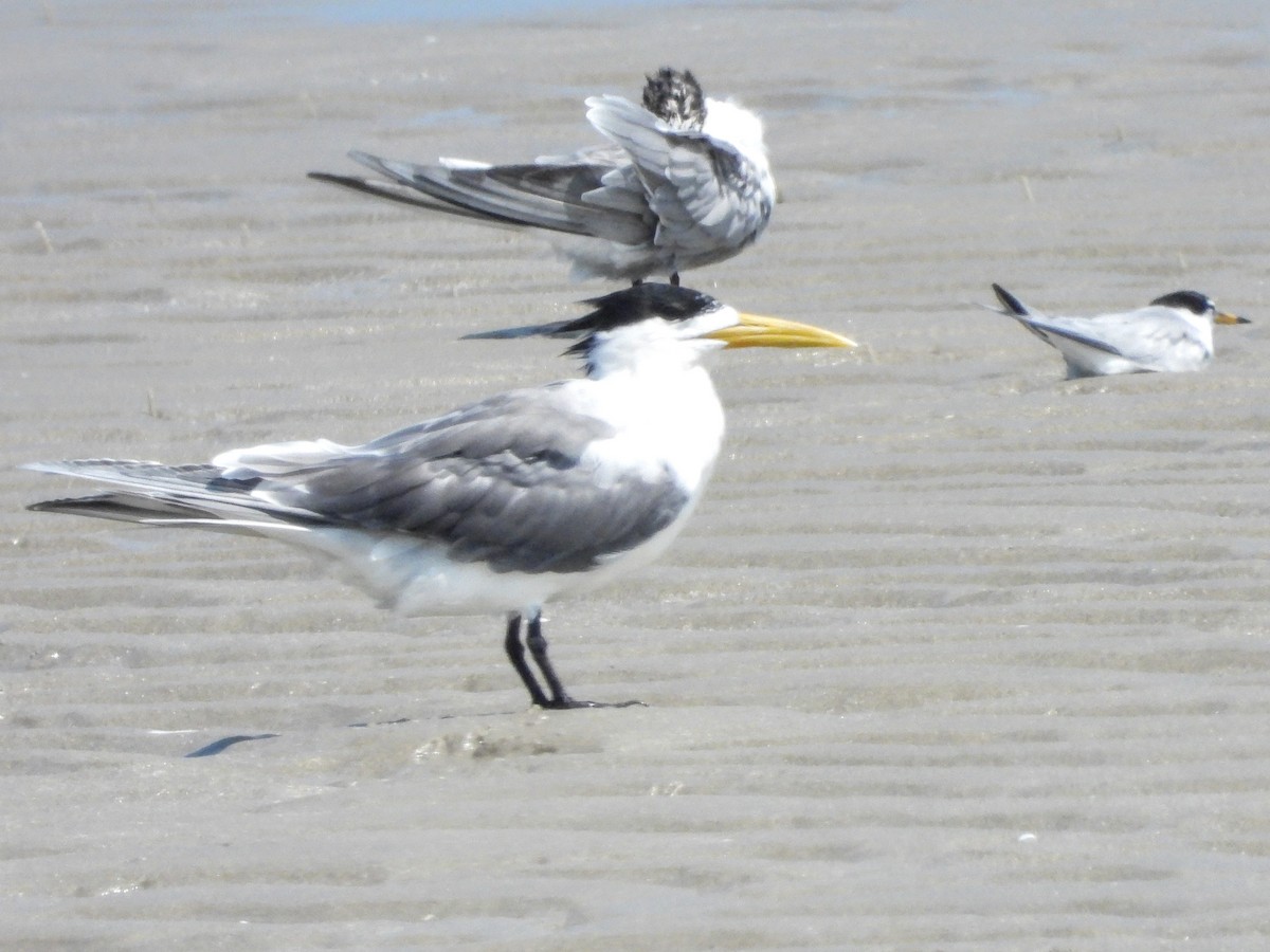 Great Crested Tern - ML621500516