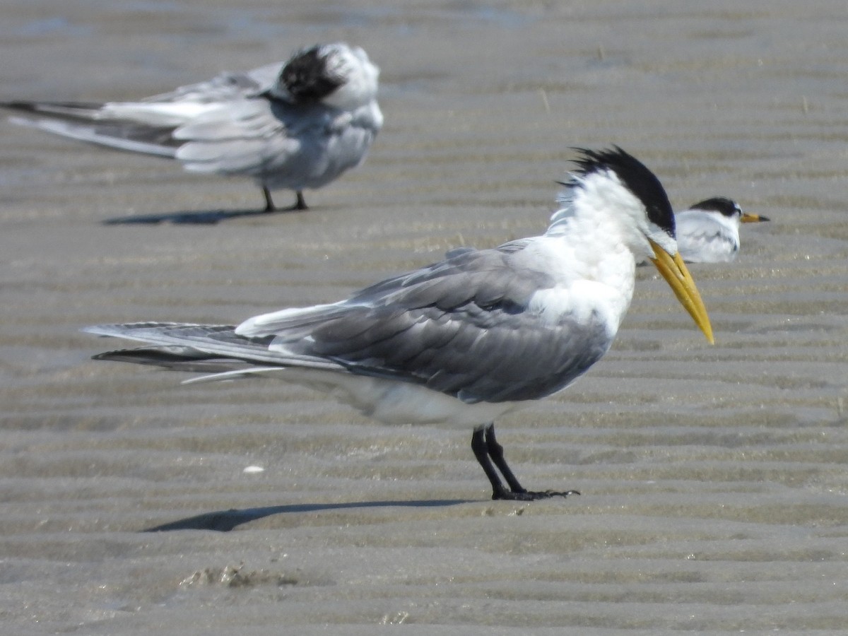 Great Crested Tern - ML621500517