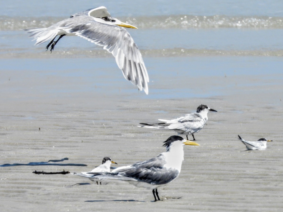 Great Crested Tern - ML621500518