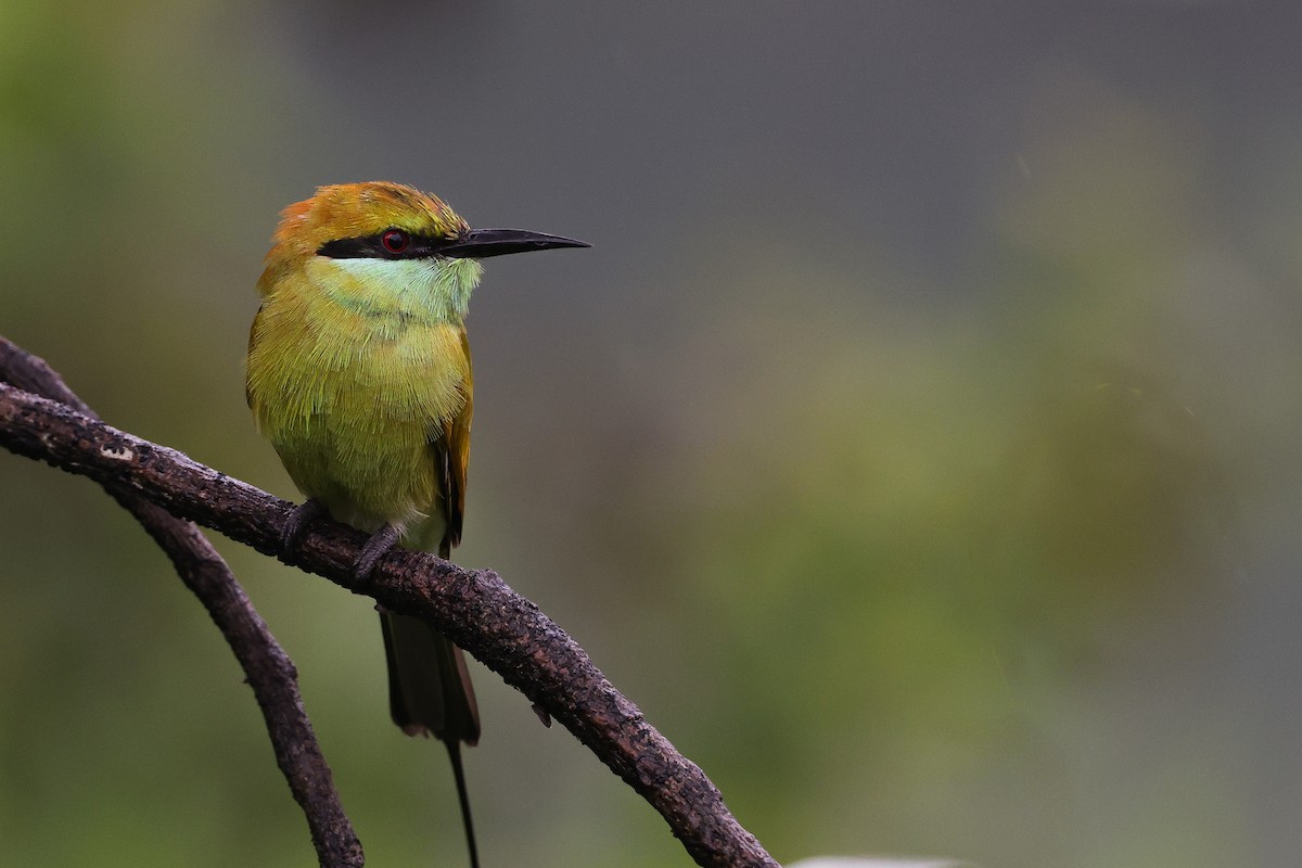 Asian Green Bee-eater - ML621500533
