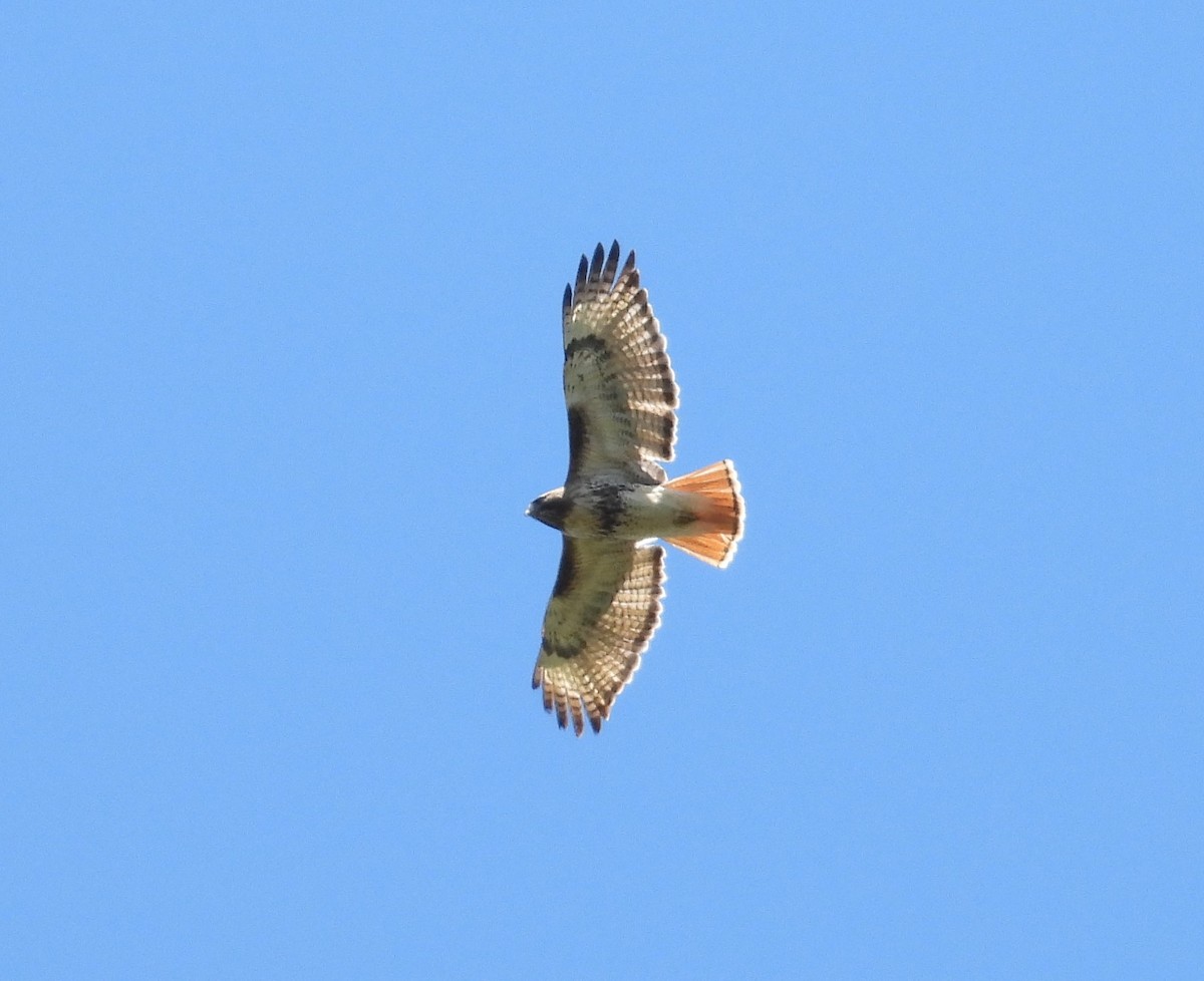 Red-tailed Hawk - ML621500534
