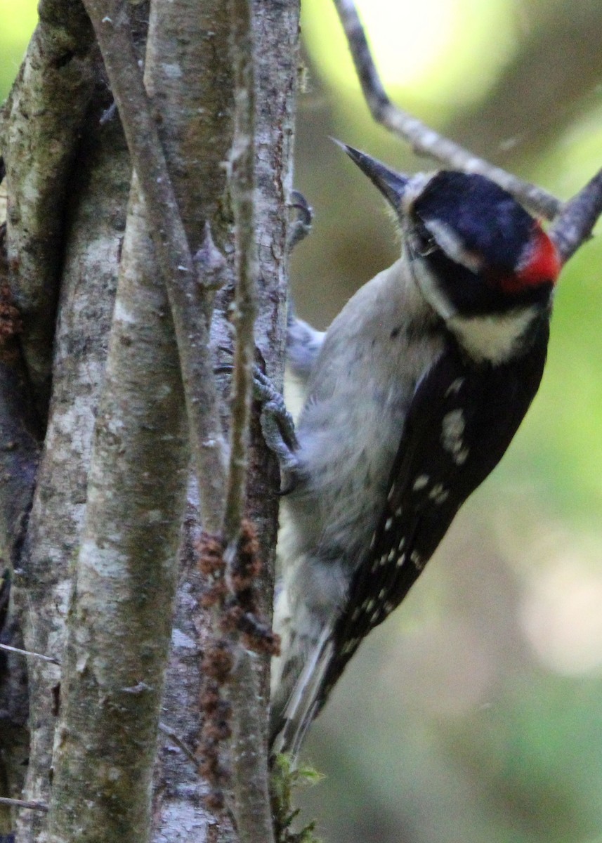 Hairy Woodpecker - ML621500544