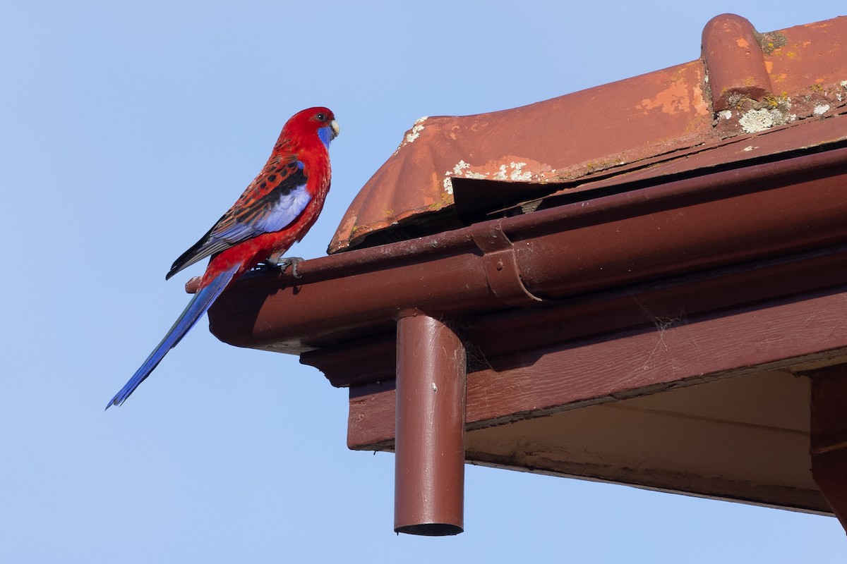 Crimson Rosella - Richard and Margaret Alcorn