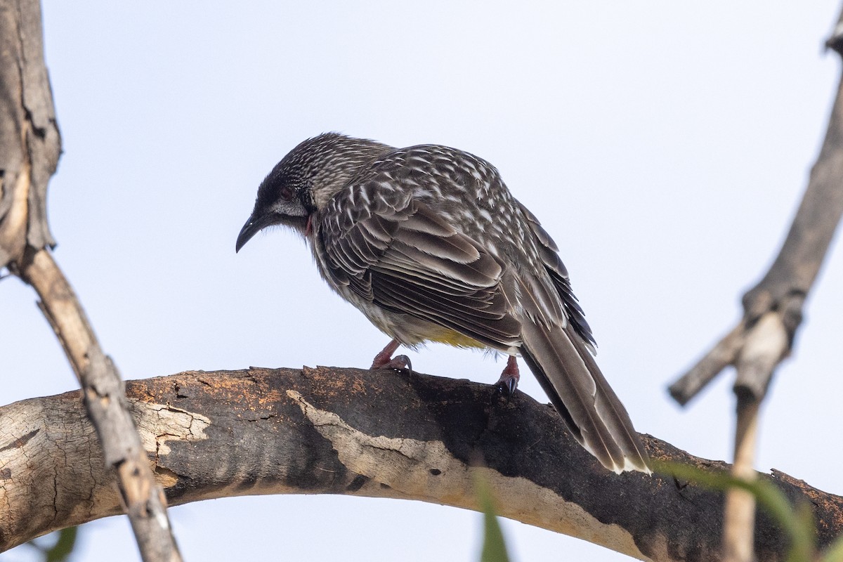 Red Wattlebird - Richard and Margaret Alcorn