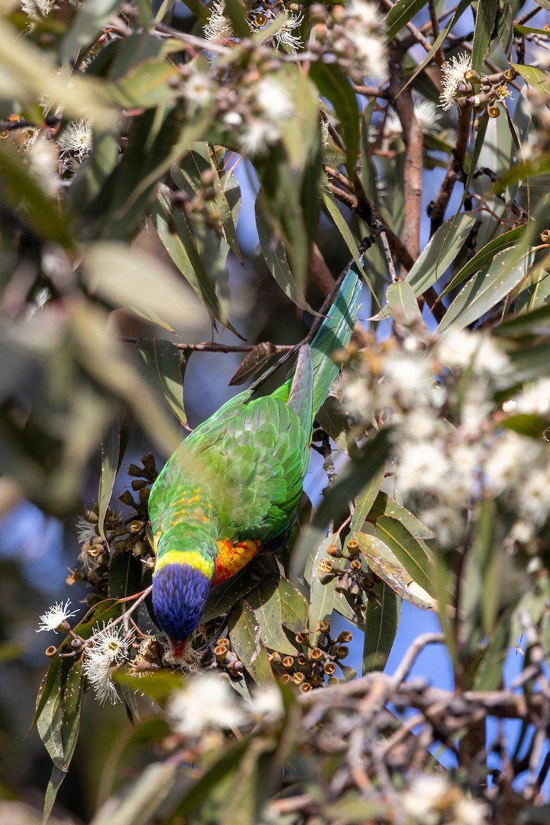 Rainbow Lorikeet - Richard and Margaret Alcorn