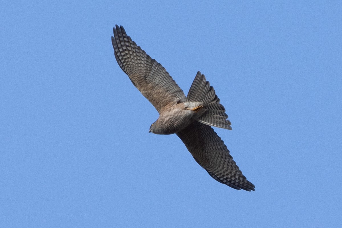 Collared Sparrowhawk - Richard and Margaret Alcorn