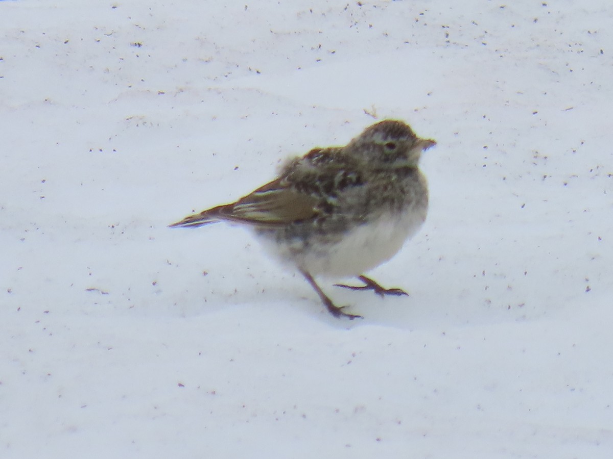 Horned Lark - ML621500667