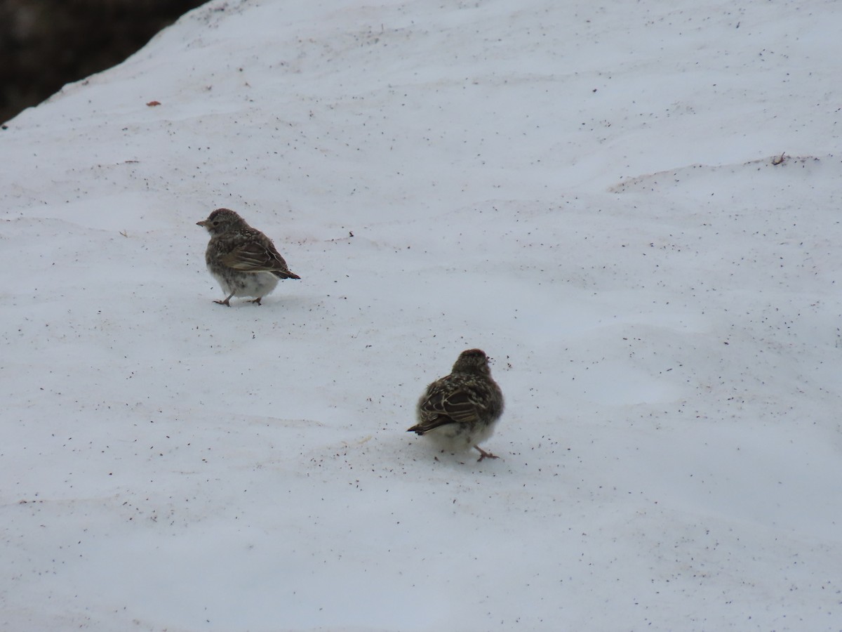 Horned Lark - ML621500668