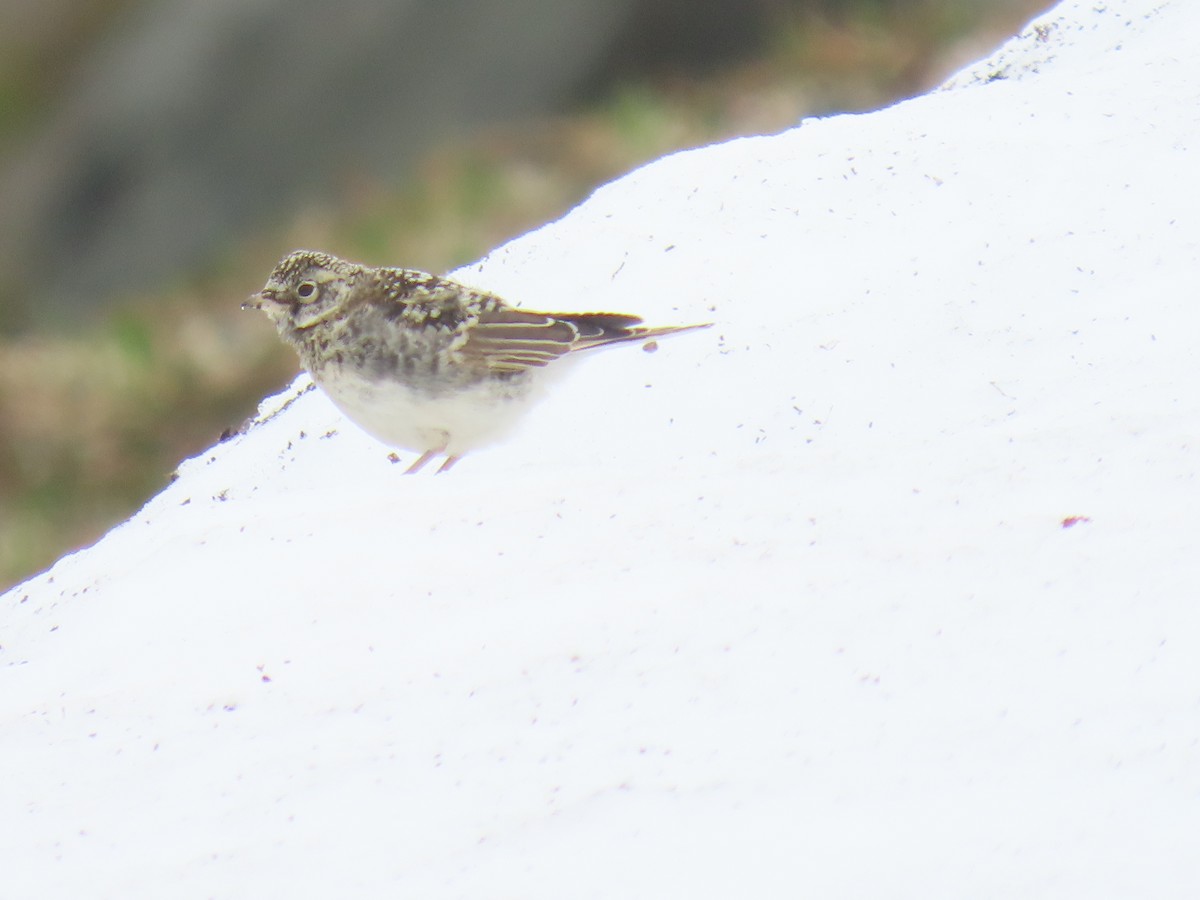 Horned Lark - ML621500670