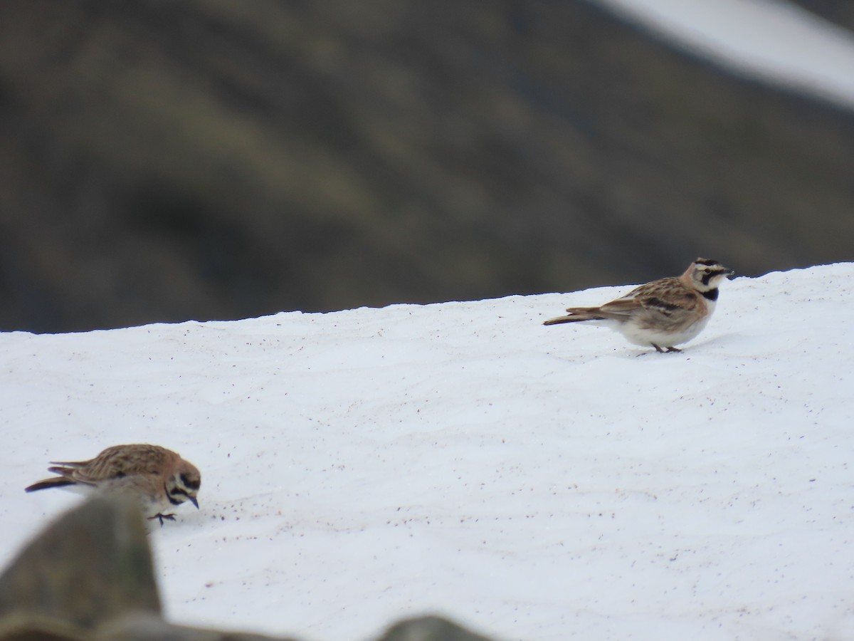 Horned Lark - ML621500695