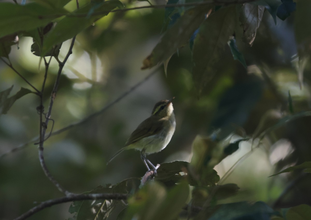 Lompobattang Leaf Warbler - ML621500741