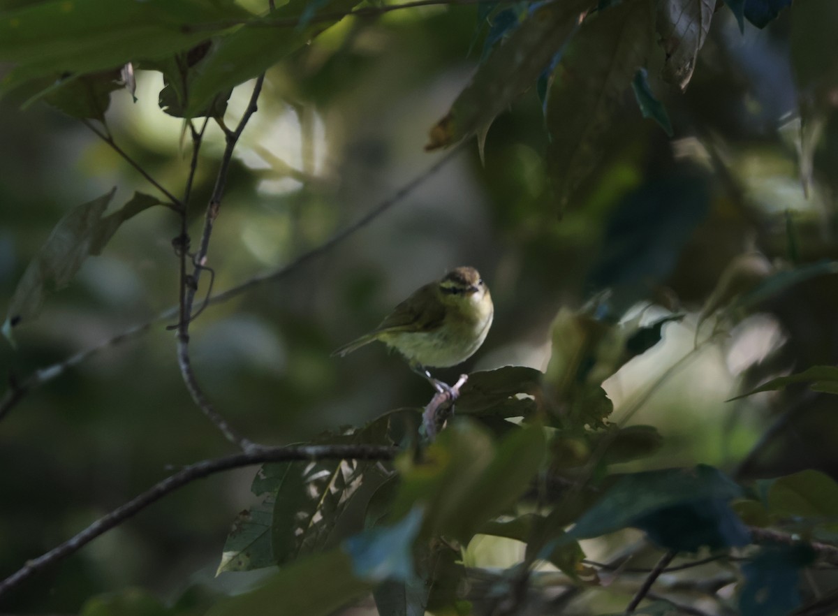 Lompobattang Leaf Warbler - ML621500742