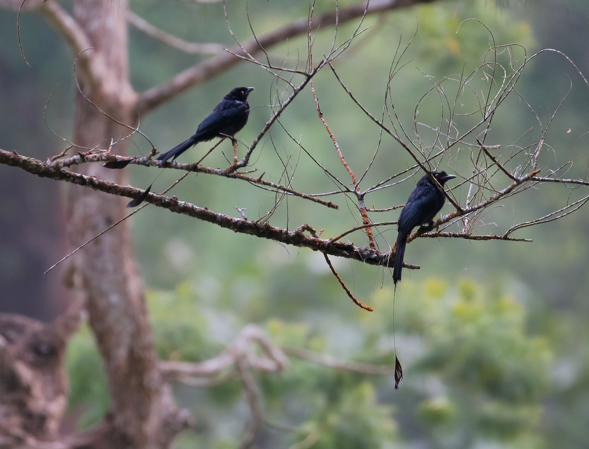 Greater Racket-tailed Drongo - ML621500763