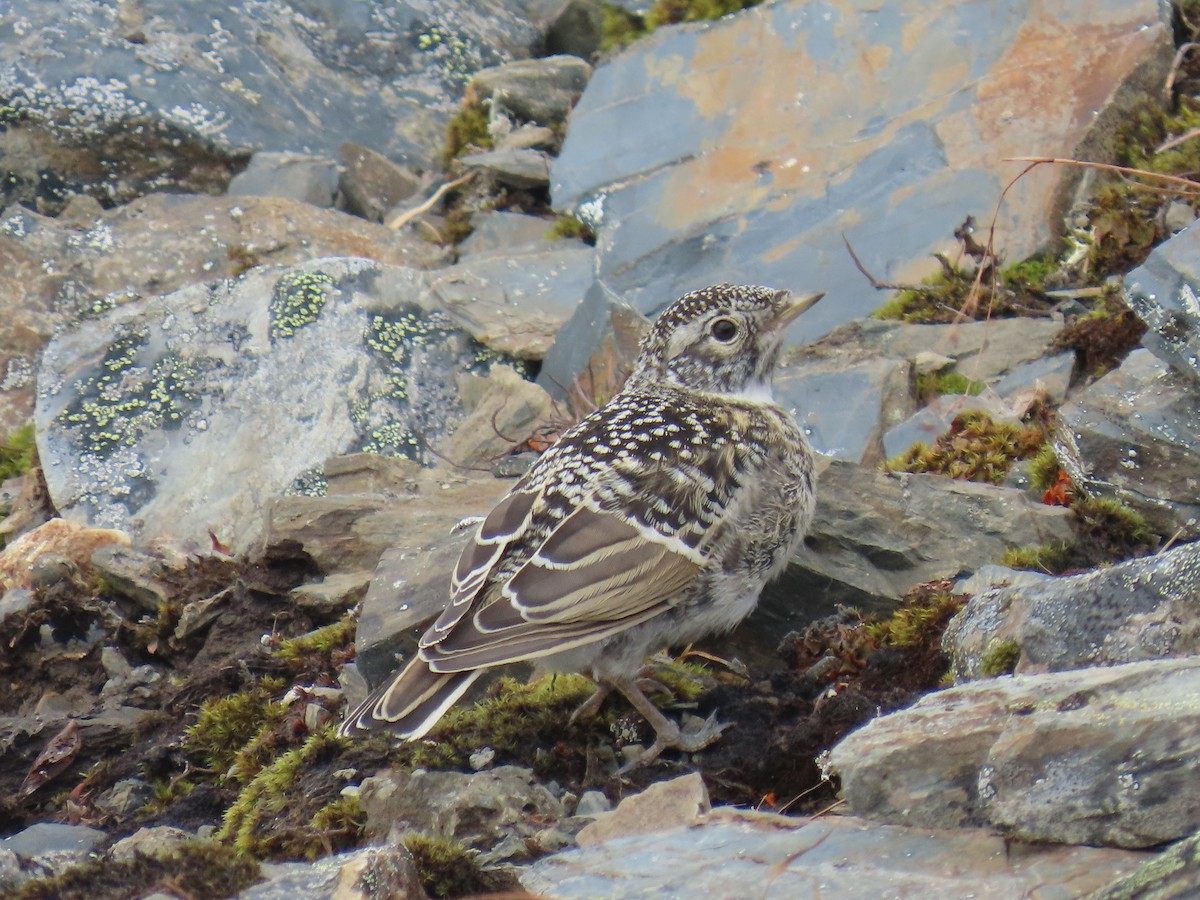 Horned Lark - ML621500769