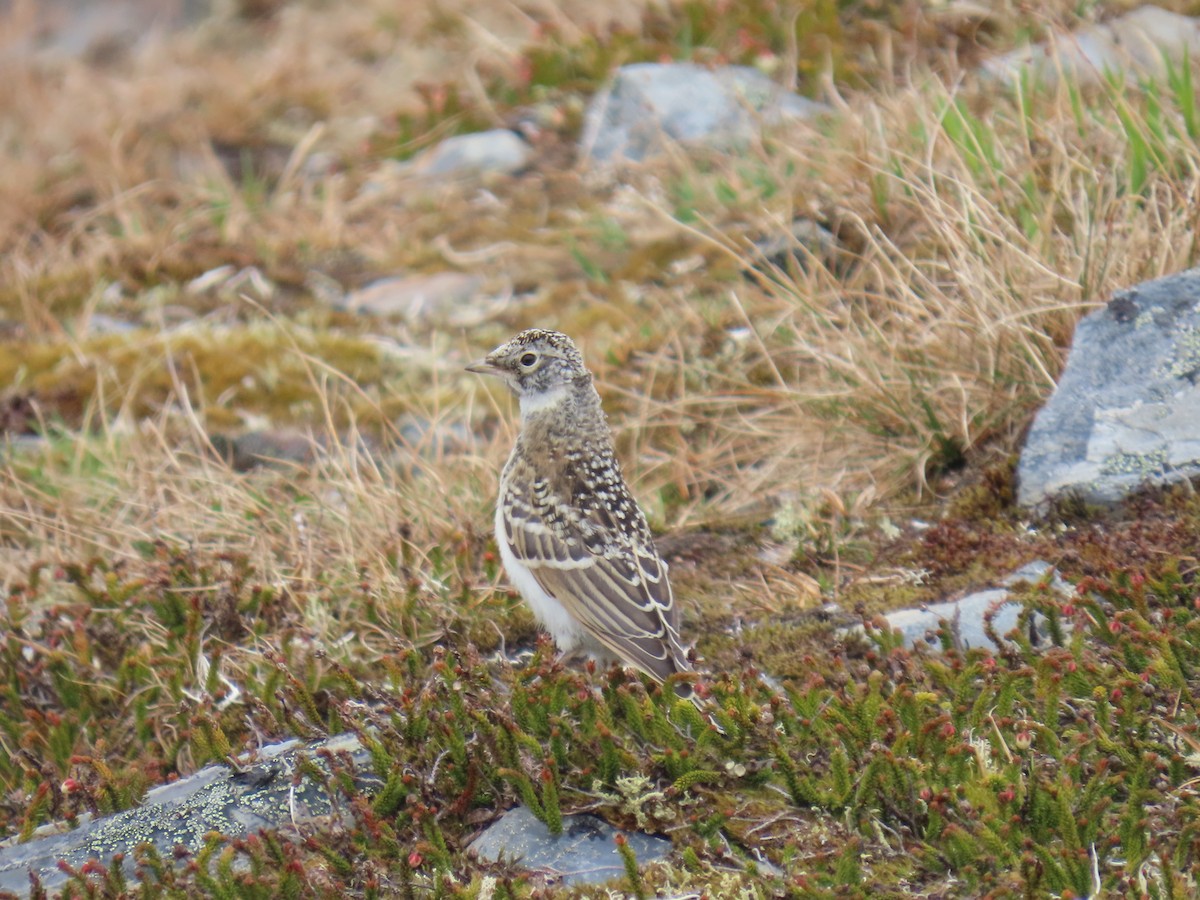 Horned Lark - ML621500771