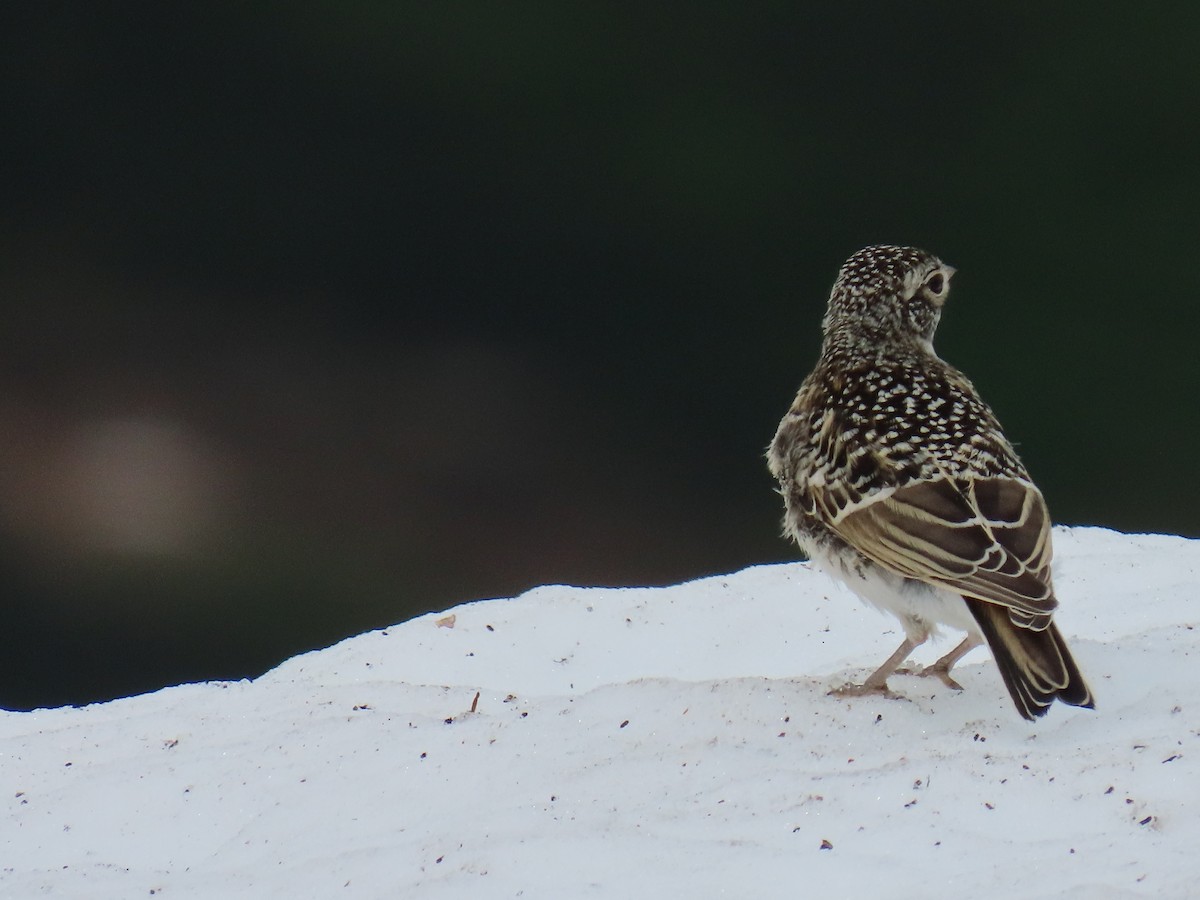 Horned Lark - ML621500773