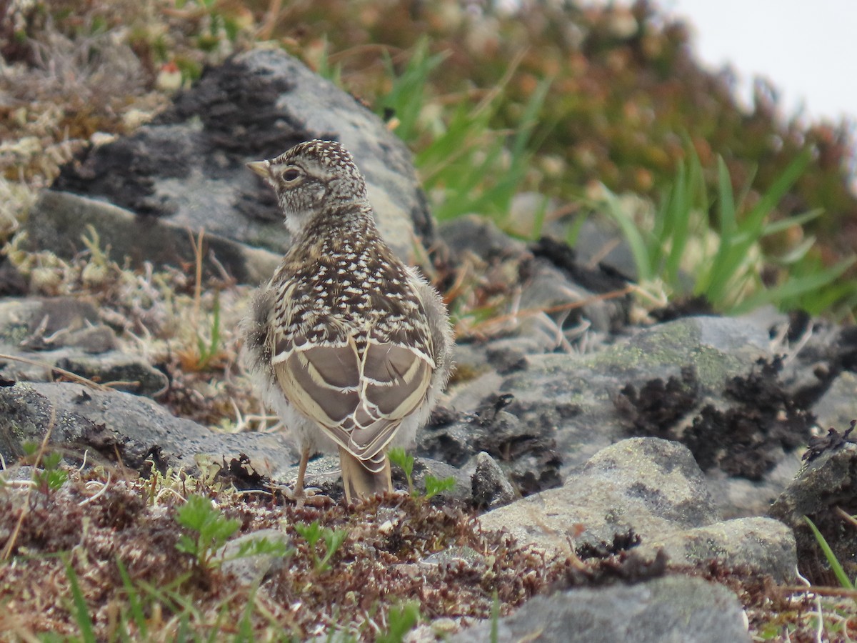 Horned Lark - ML621500779