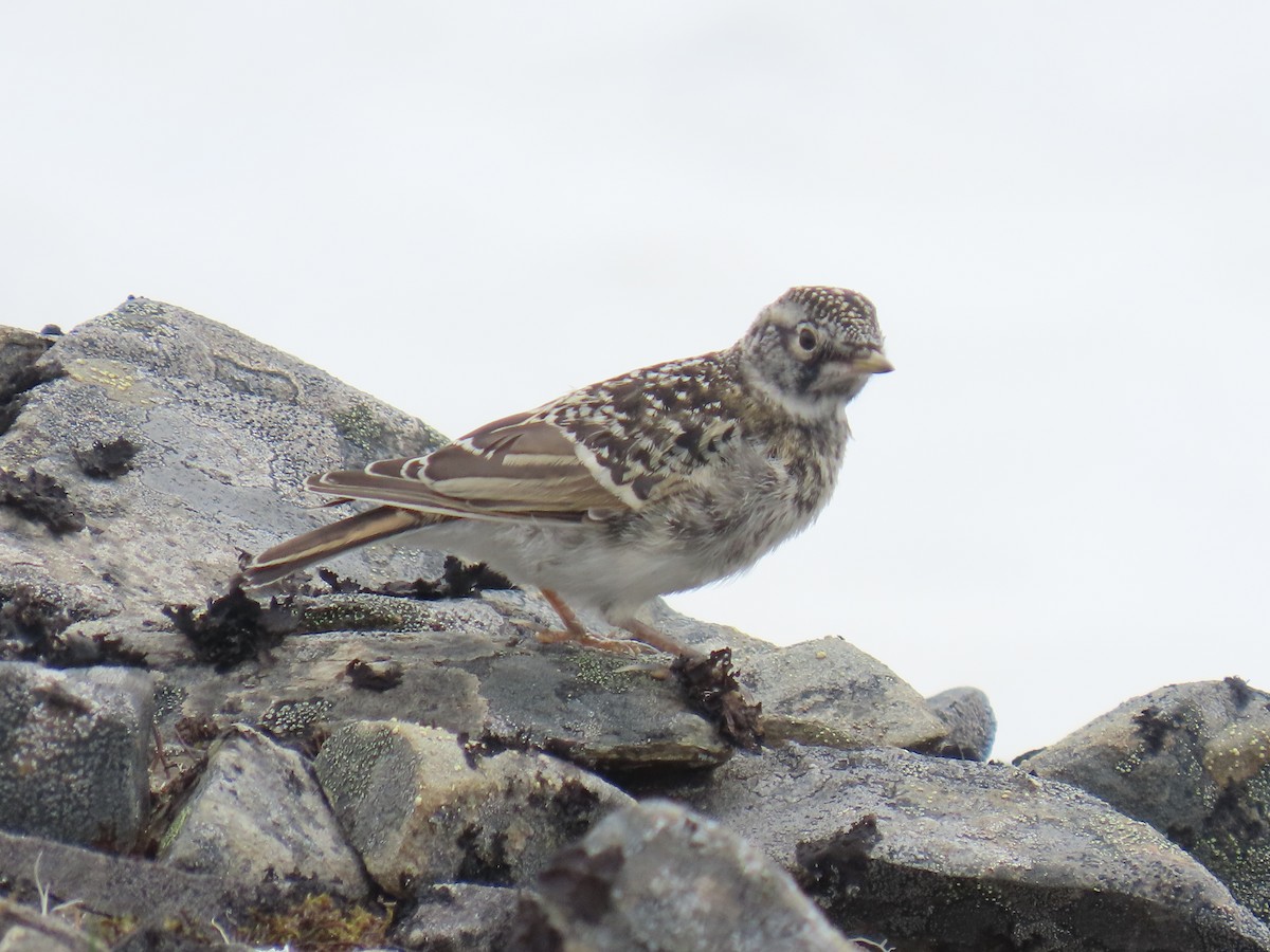 Horned Lark - ML621500782