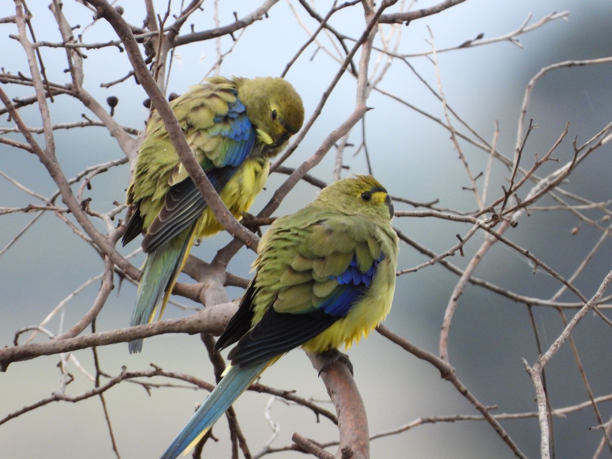 Blue-winged Parrot - ML621501031