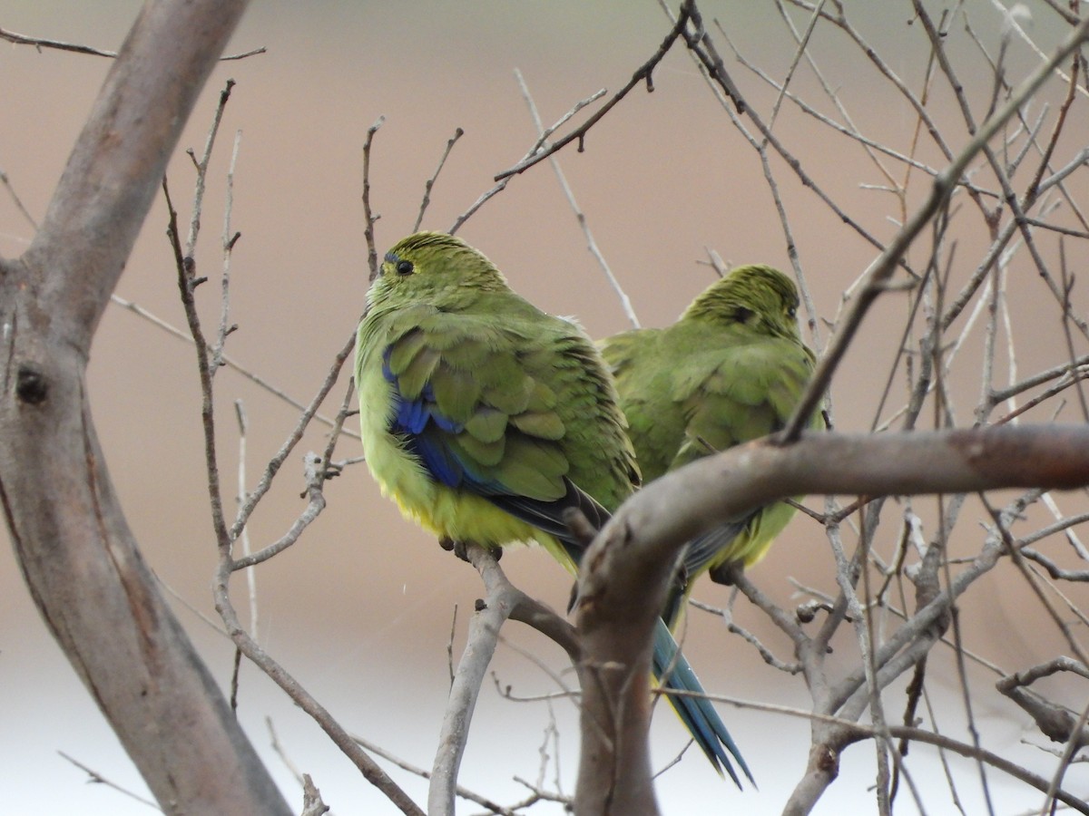 Blue-winged Parrot - ML621501033