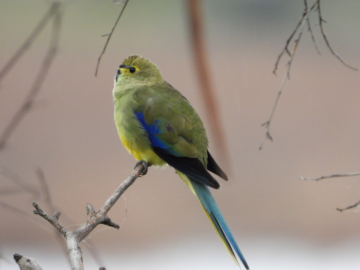 Blue-winged Parrot - ML621501036