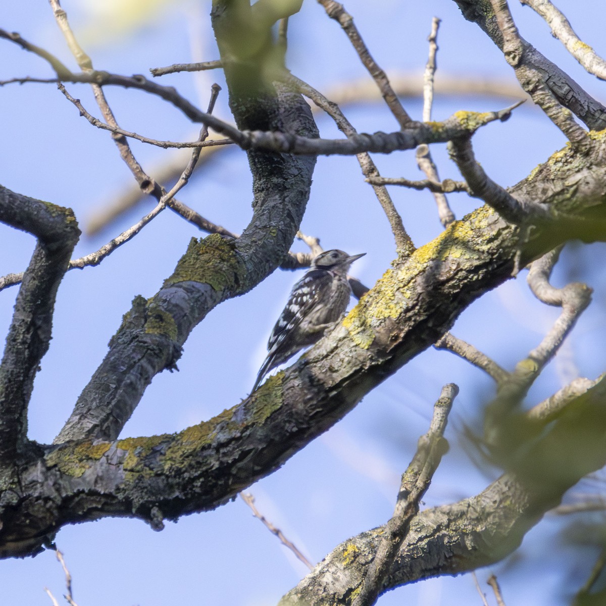 Lesser Spotted Woodpecker - ML621501043