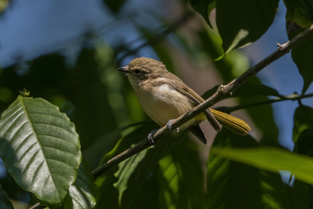 Fawn-breasted Whistler - ML621501065