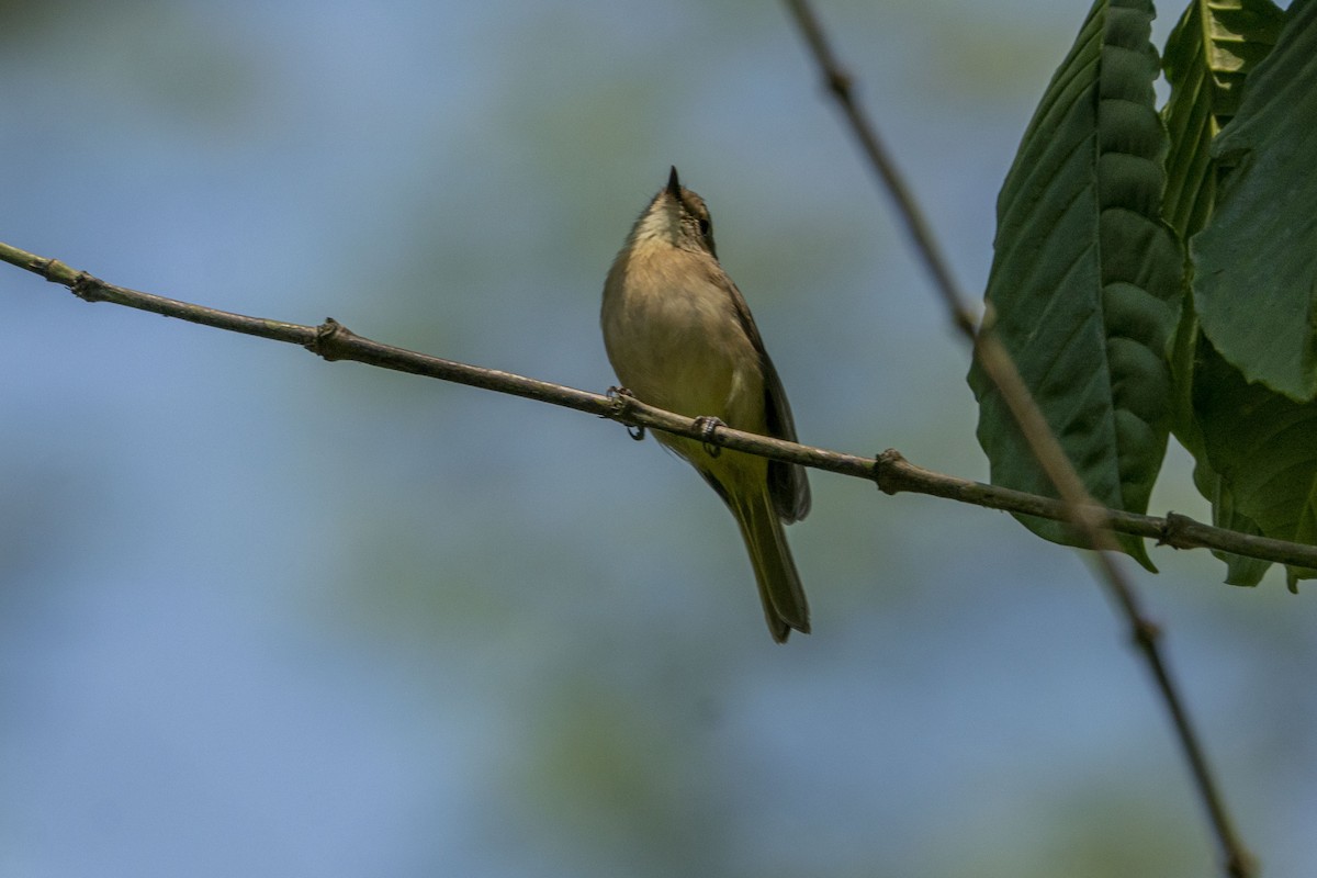 Fawn-breasted Whistler - ML621501066