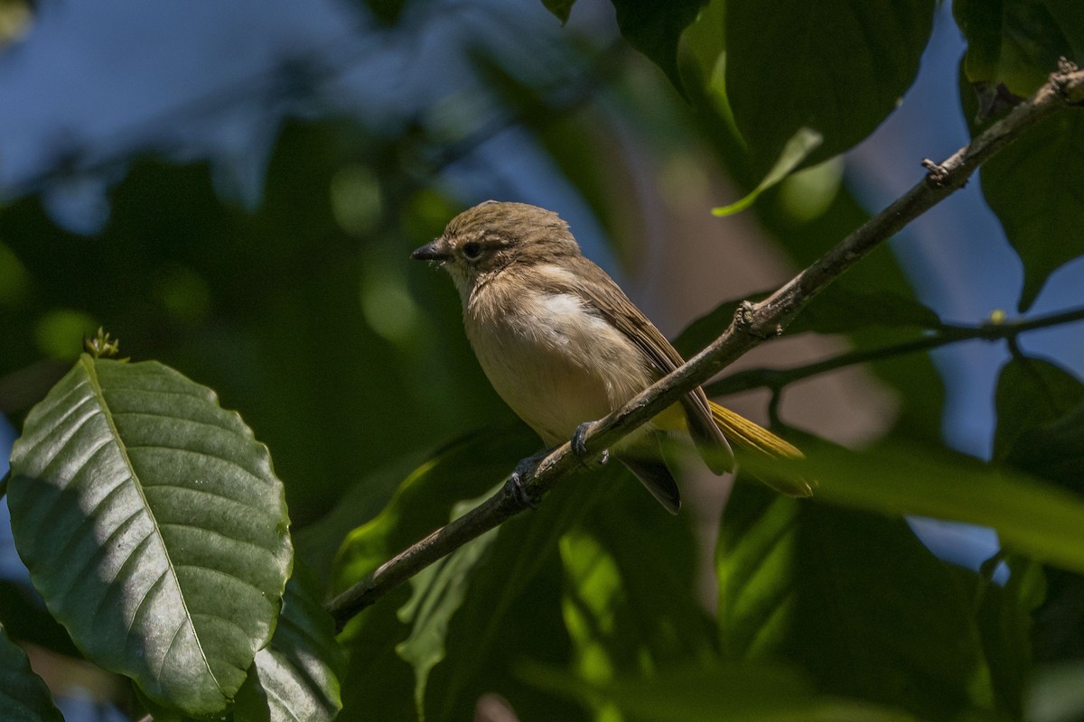 Fawn-breasted Whistler - ML621501067