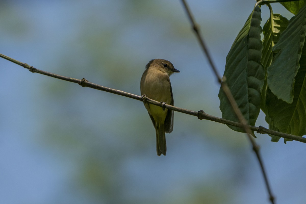 Fawn-breasted Whistler - ML621501068