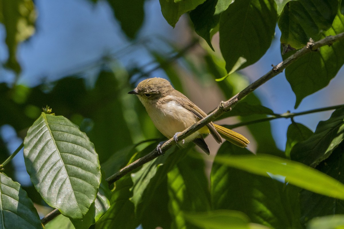 Fawn-breasted Whistler - ML621501069