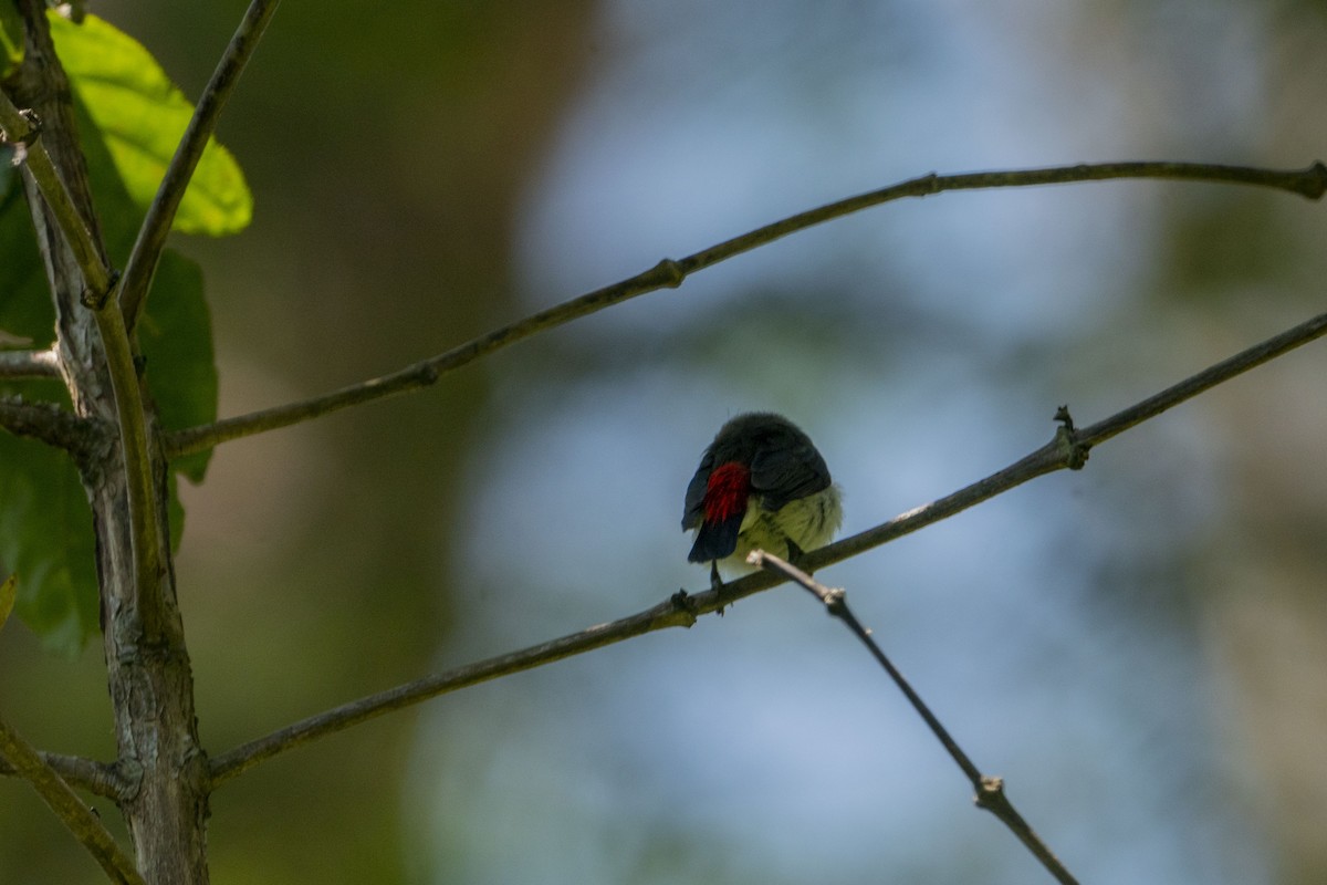 Red-chested Flowerpecker - ML621501085