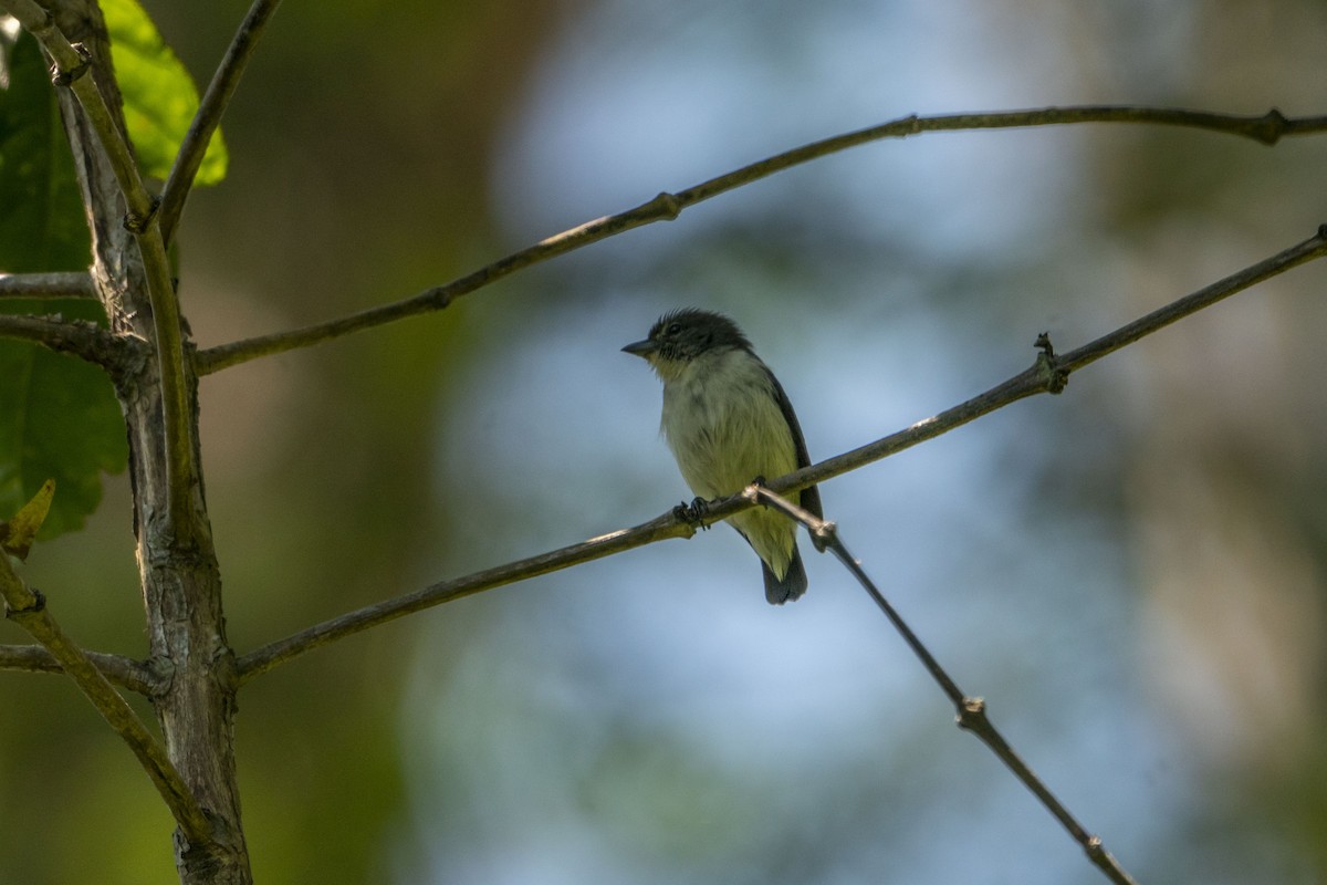 Red-chested Flowerpecker - ML621501087