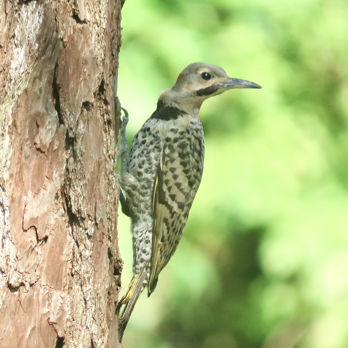 Northern Flicker (Yellow-shafted) - ML621501090
