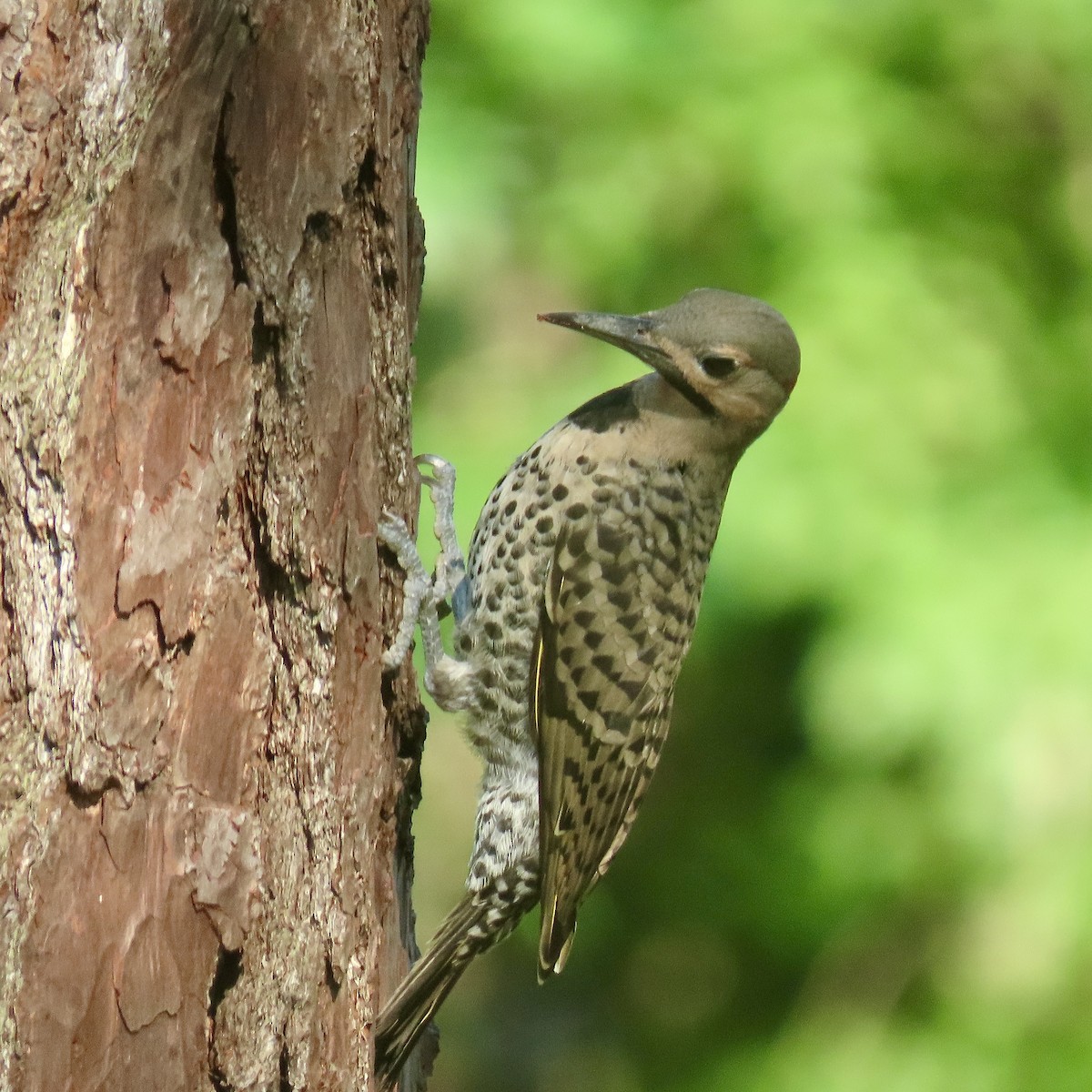 Northern Flicker (Yellow-shafted) - ML621501091