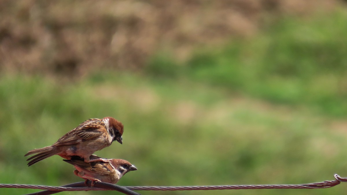 Eurasian Tree Sparrow - ML621501106