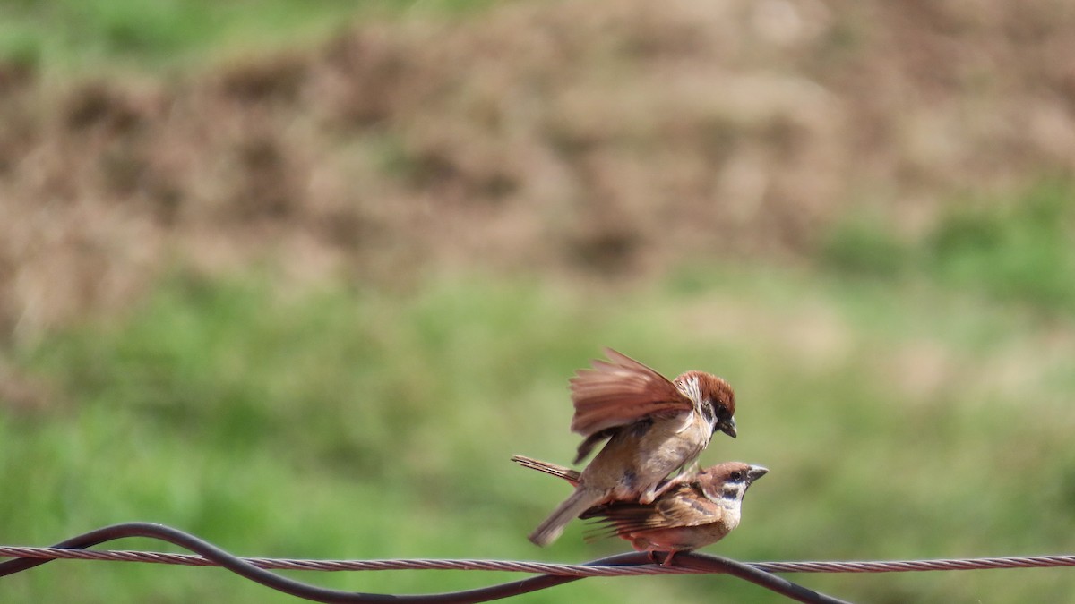 Eurasian Tree Sparrow - ML621501107