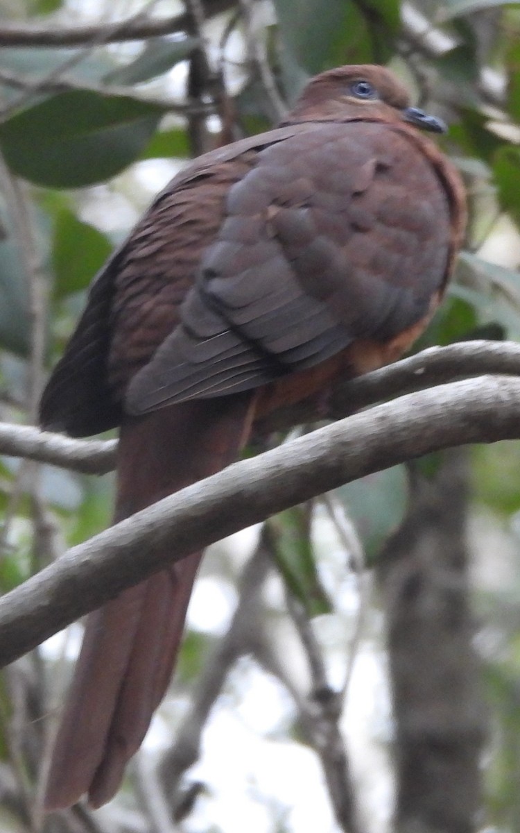 Brown Cuckoo-Dove - ML621501110