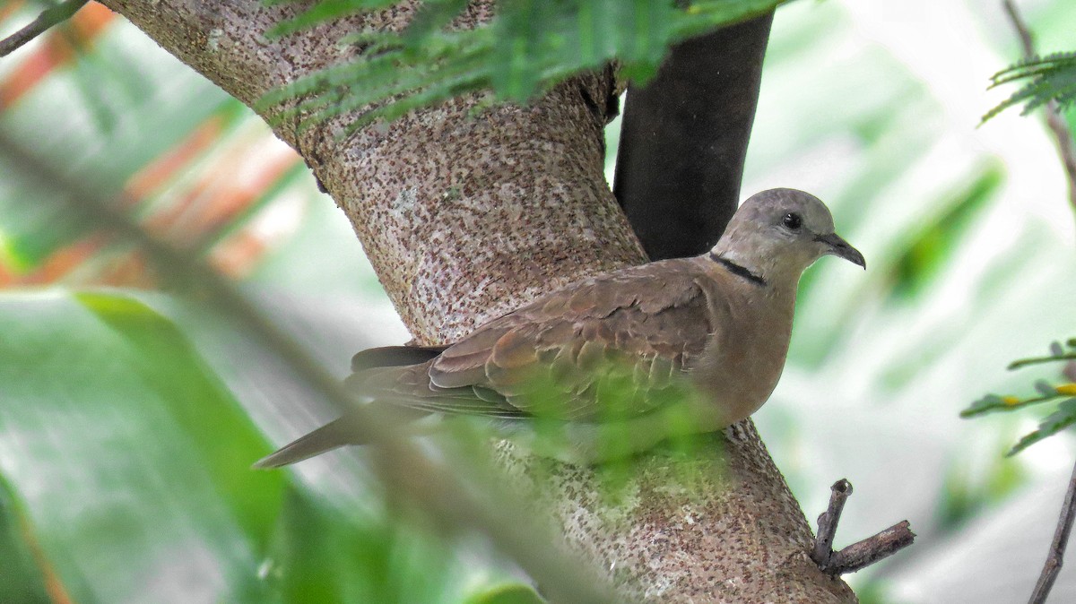 Red Collared-Dove - ML621501112