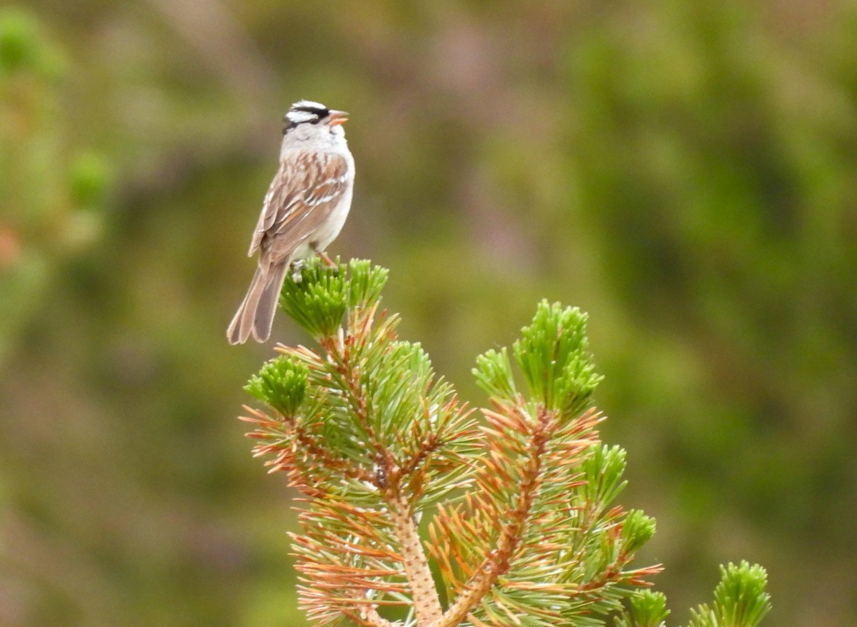 White-crowned Sparrow - ML621501178