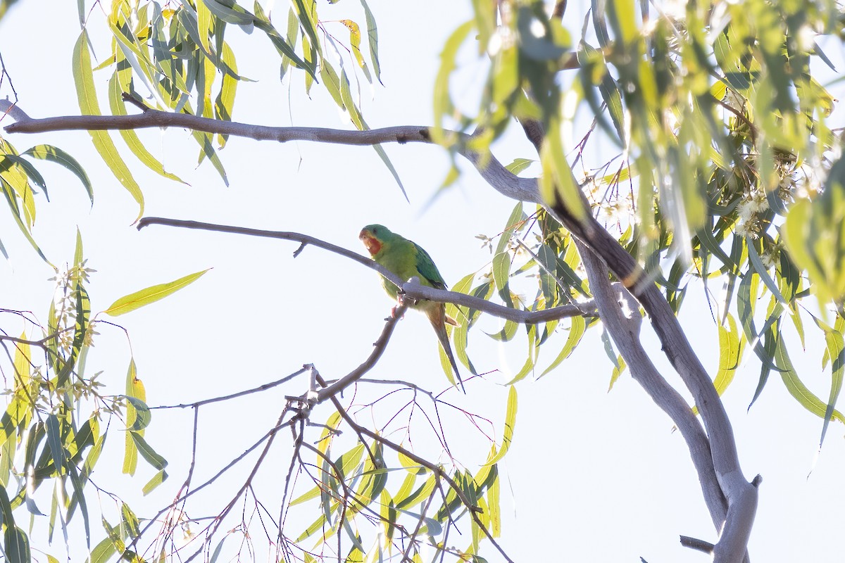 Swift Parrot - ML621501260