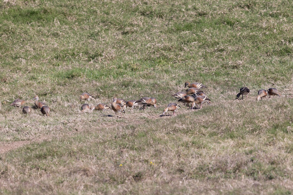 Plumed Whistling-Duck - ML621501272