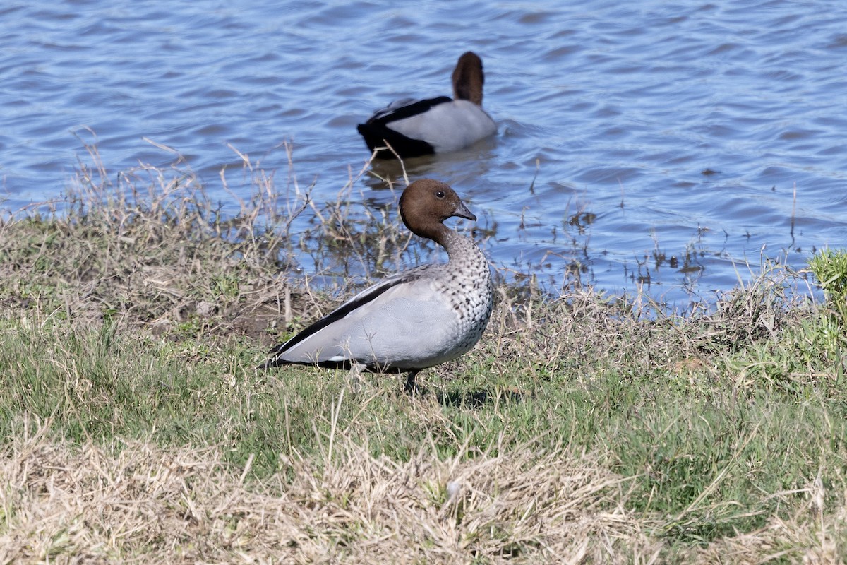 Maned Duck - ML621501273