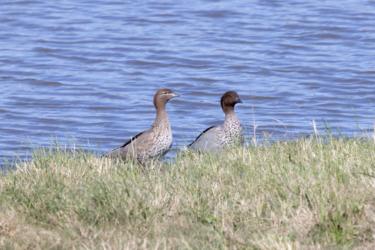 Maned Duck - ML621501274